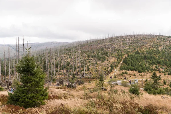 Floresta a morrer em Dreisesselberg — Fotografia de Stock
