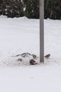 Büyük benekli ağaçkakan ve serçe kuş yemi ile