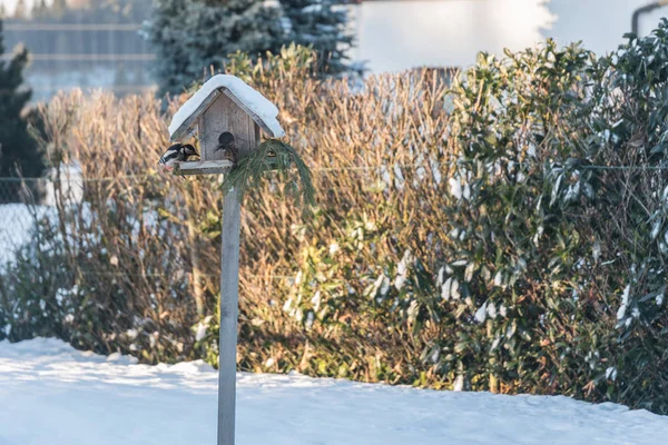 Pájaro carpintero y gorrión picoteo forraje en invierno —  Fotos de Stock