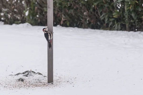 Pájaro carpintero de colores en invierno —  Fotos de Stock