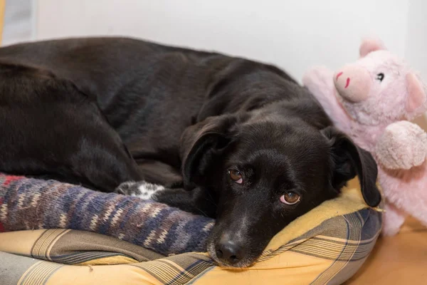 Hund mit Glücksschwein — Stockfoto