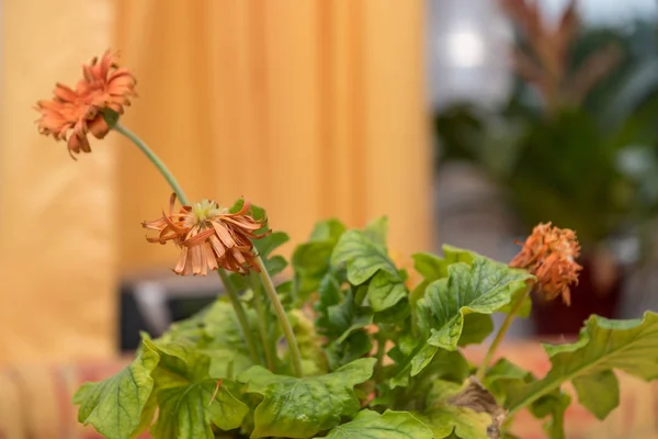 Appassimento fiore di casa arancione — Foto Stock