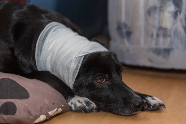 kafa yaralanması ile bandajlı köpek