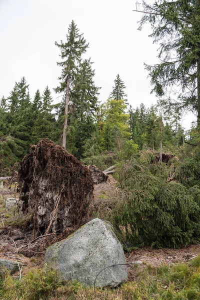 Árvore desenraizada - danos causados por tempestades — Fotografia de Stock