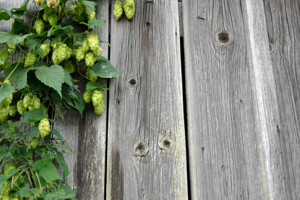 Hop fruits on a wooden wall — Stock Photo, Image