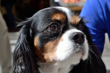 Köpek Portresi - Cavalier Kral Charles