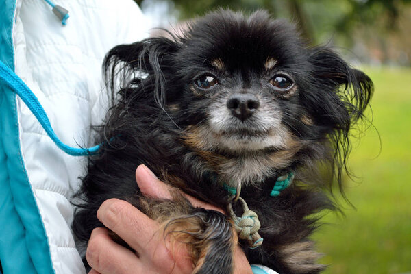 Person holds miniature pinscher