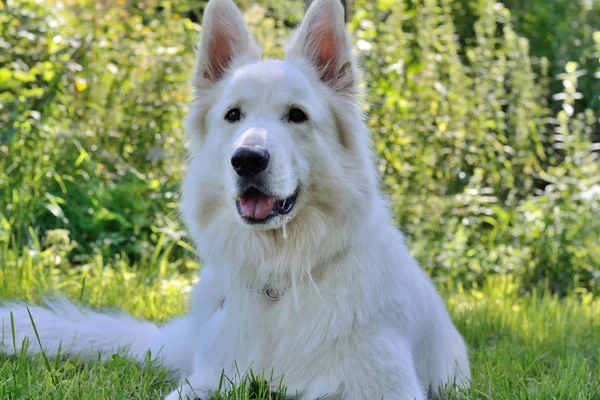 White shepherd dog lies in the meadow — ストック写真