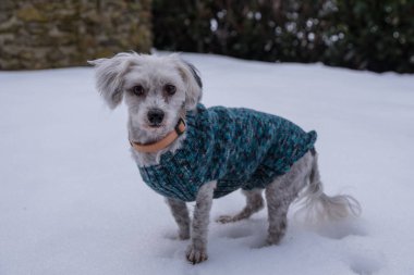 Köpek paltolu Havanese