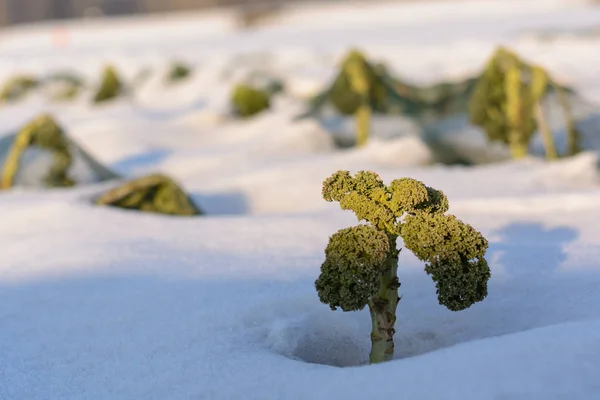 Asparagus in winter - broccoli