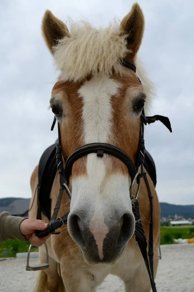 Haflinger konia - portret — Zdjęcie stockowe