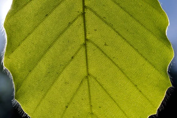 Beuken blad in het zonlicht - close-up — Stockfoto