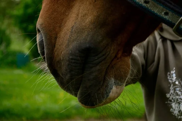 Closeup nos koně — Stock fotografie