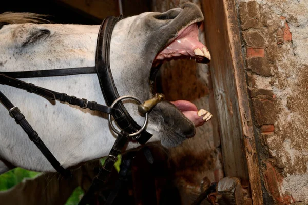 Lachendes Pferd - Nahaufnahme — Stockfoto