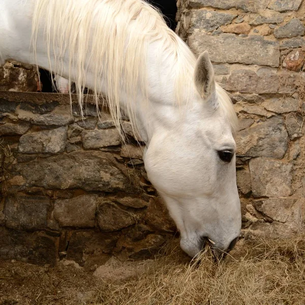 Horse eats hay in the parking lot — Stock Photo, Image