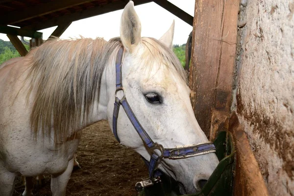 Pferd trinkt Wasser - Nahaufnahme — Stockfoto