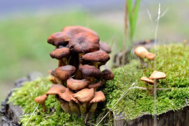 moss zemin üzerinde kahverengi bal mantar