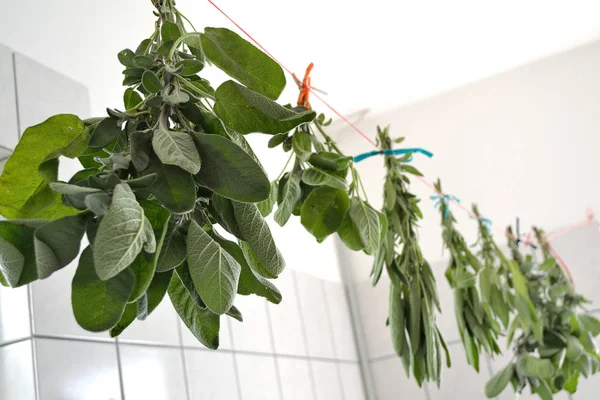 Sage is dried — Stock Photo, Image