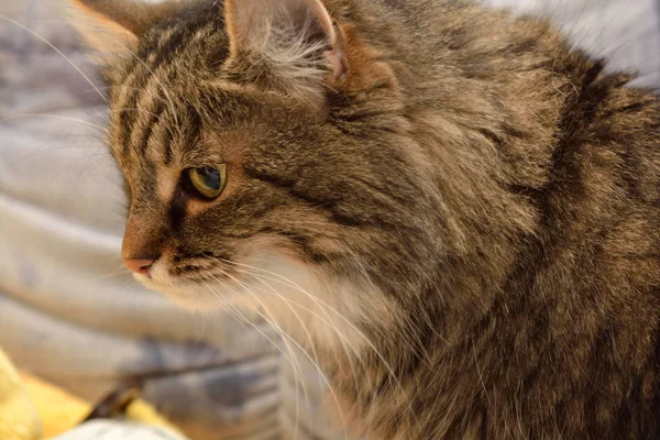 Kleine Katze mit aufmerksamem Blick — Stockfoto