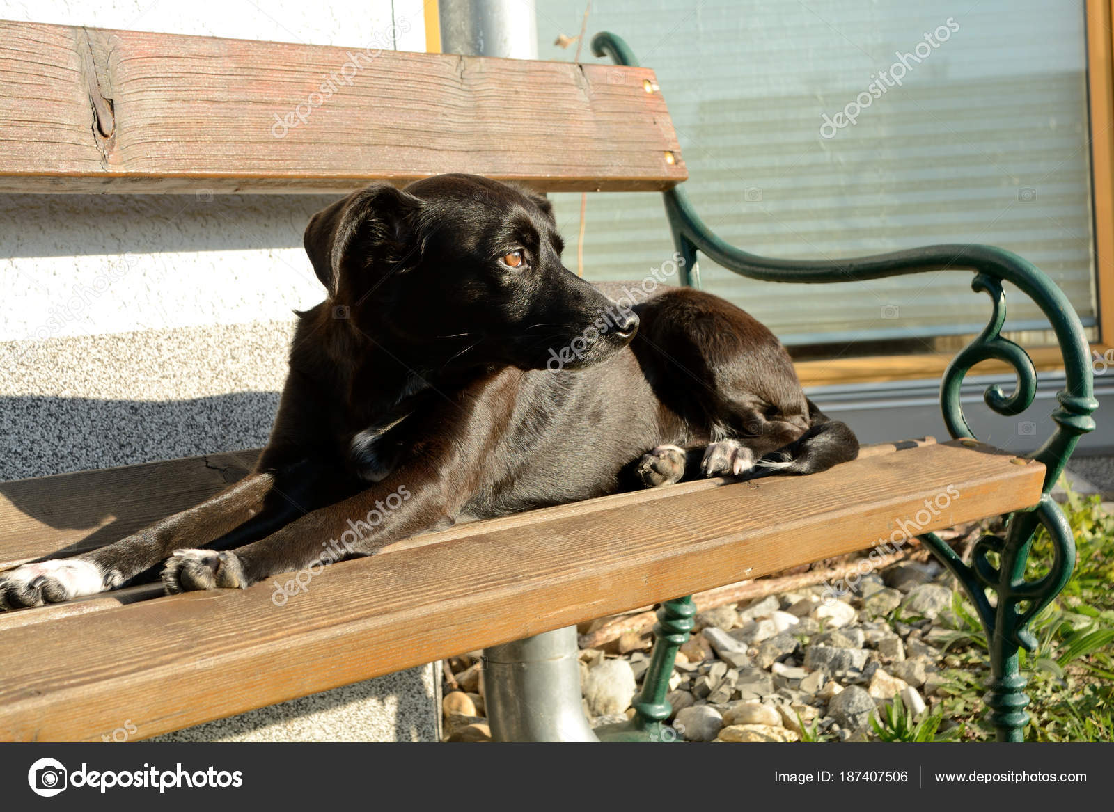 Black Dog On Park Bench Stock Photo C Alho007 187407506