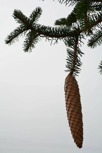 Conos de abeto cuelgan de rama de árbol — Foto de Stock