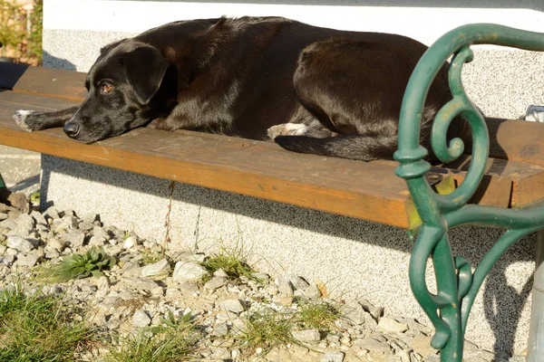 Hunden ligger på TRÄDGÅRDSBÄNK — Stockfoto