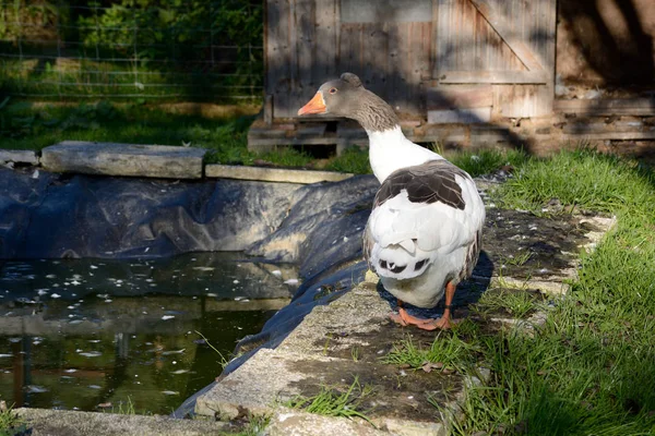 Artgerechte Haltung einer Gans — Stockfoto