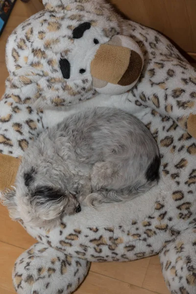 Perro dormido en leopardos de nieve de felpa —  Fotos de Stock