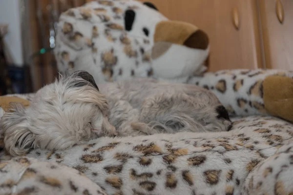 Blanco perro duerme en peluche —  Fotos de Stock