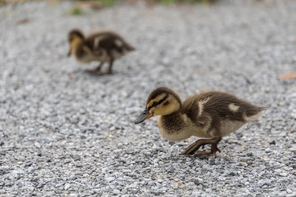 Los patitos dan un paseo - patos salvajes —  Fotos de Stock