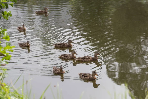 Natación mallard hembras en el estanque —  Fotos de Stock