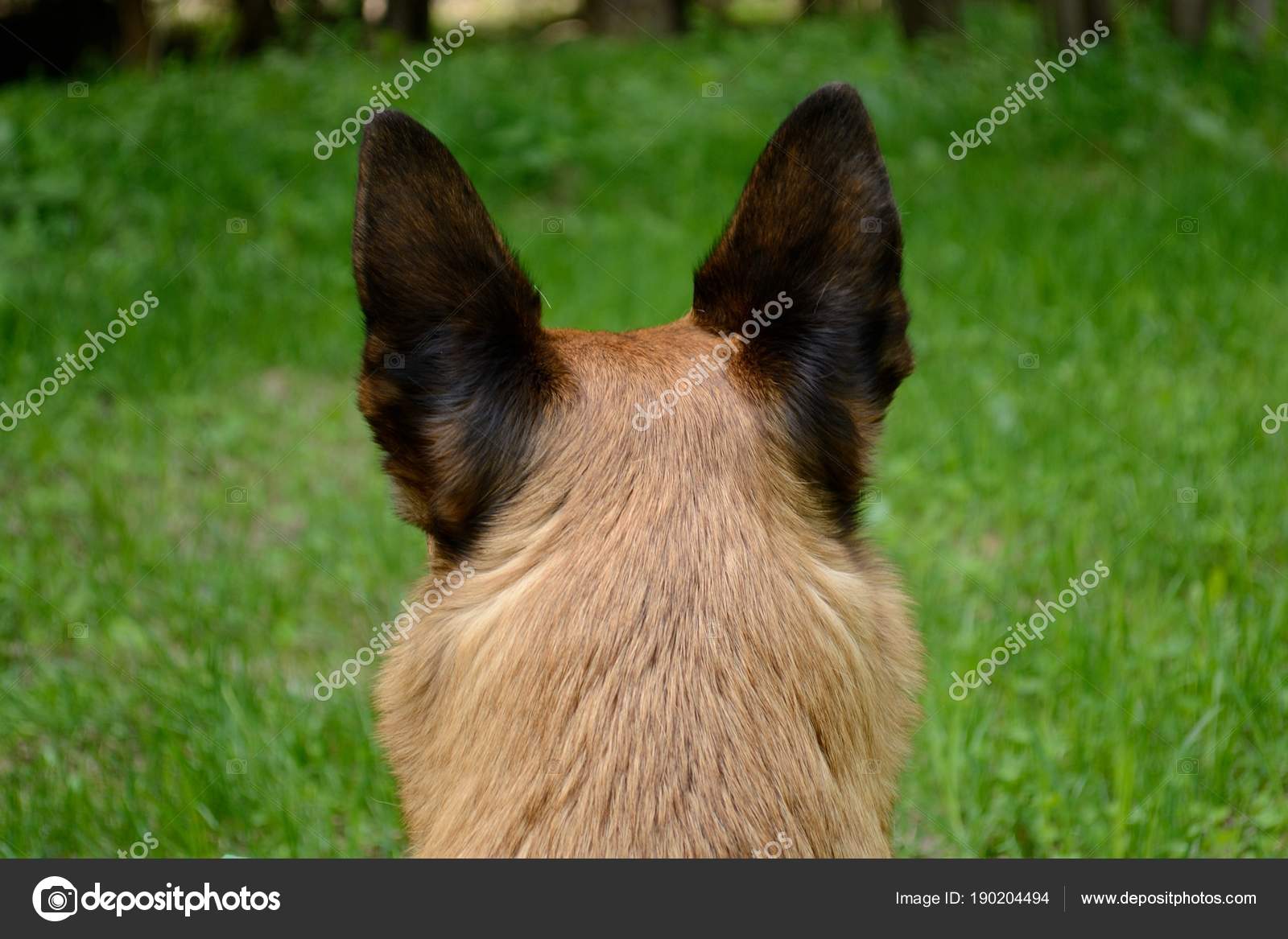 Aufmerksamer Hund von hinten — Stockfoto © alho007 190204494