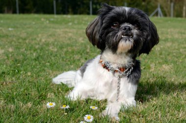 Köpek doğurmak Shih Tzu papatyalar önünde