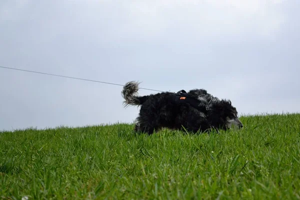 Hond op zoek naar sporen — Stockfoto