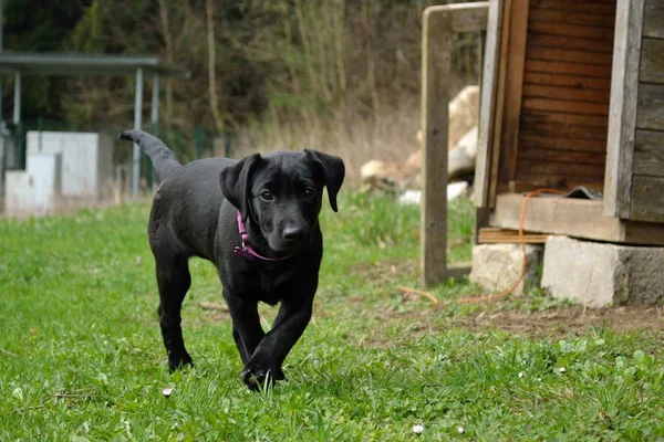 Hond puppy's op de weide — Stockfoto