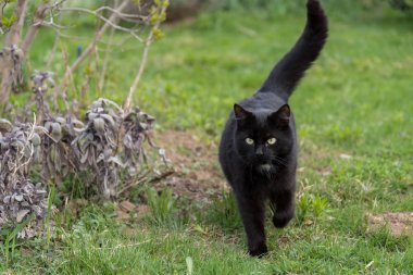 açık havada siyah kedi