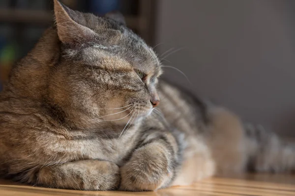 Gato gris se encuentra cansado en la mesa — Foto de Stock