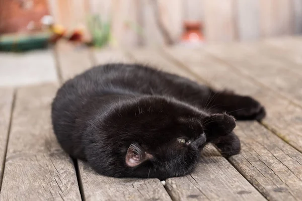 Μαύρη γάτα σε διάθεση — Φωτογραφία Αρχείου