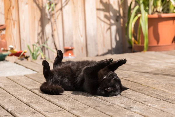 Gato negro en posición supina — Foto de Stock