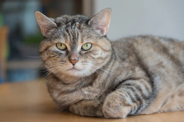 Gato doméstico gris se encuentra en la mesa — Foto de Stock