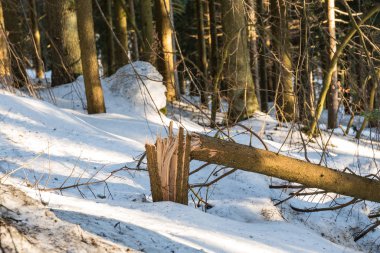 Kar basıncı nedeniyle orman hasarı
