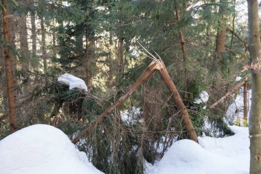 Hasarlı ahşap - kar basıncı