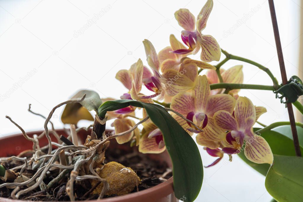 blooming orchid - closeup