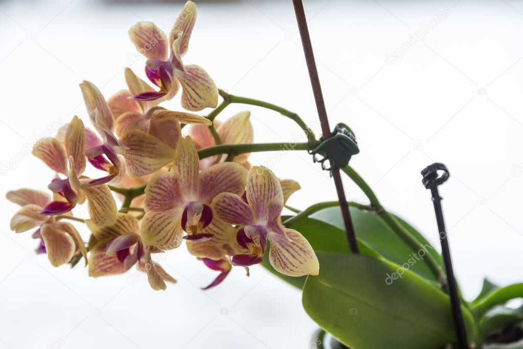 speckled blooming orchid