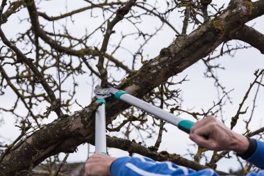 Maintain fruit tree - winter cut clipart
