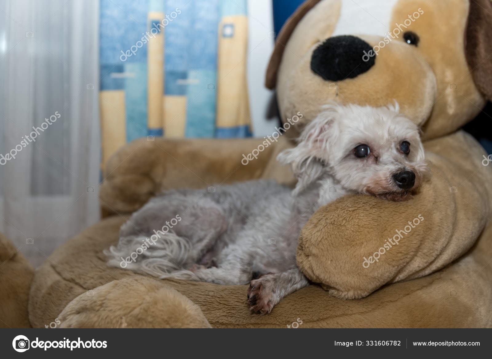 small dog soft toy