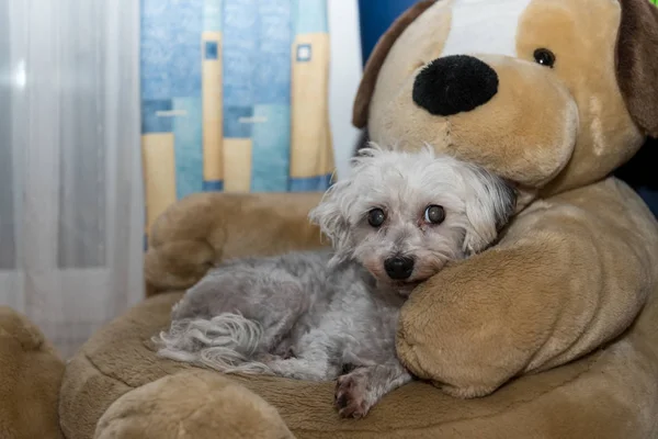 Маленькая собака на большой плюшевой игрушке — стоковое фото