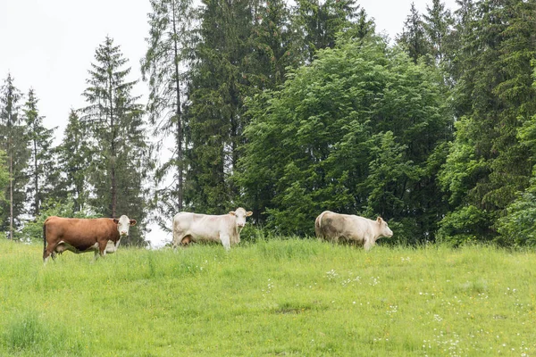Szarvasmarha legelő - tehenek a réten — Stock Fotó