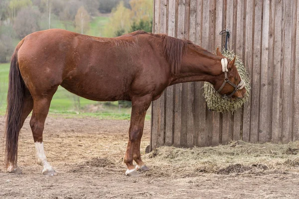 Paardrijden in de paddock voor de stal — Stockfoto