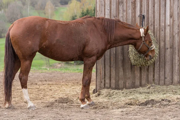 オーストリアの暖かい血-馬が食べる — ストック写真